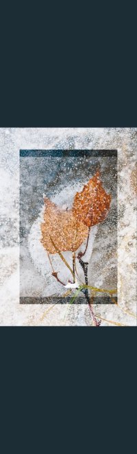 Kakemono – Leaves on Ice